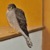 Krahujec obecny - Accipiter nisus - Eurasian Sparrowhawk 0083